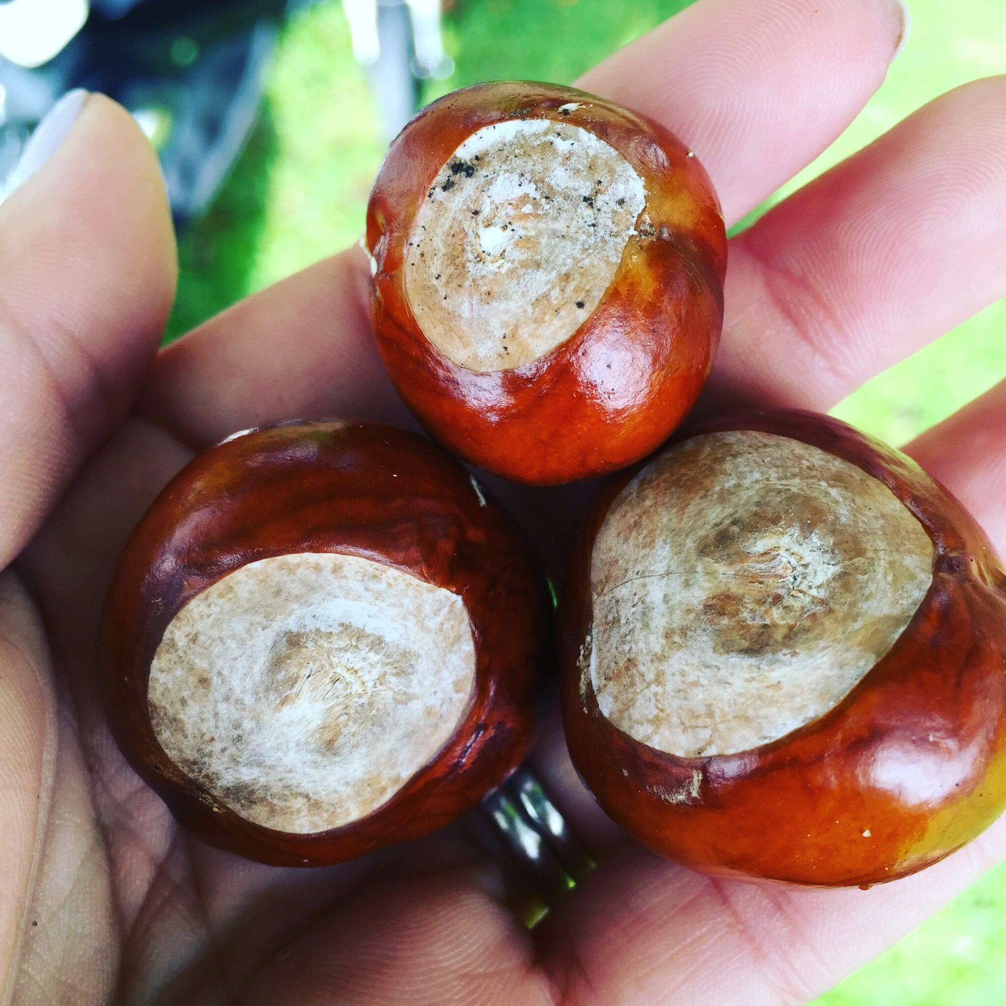 A person's hand holding three chestnuts gathered for collecting conkers.