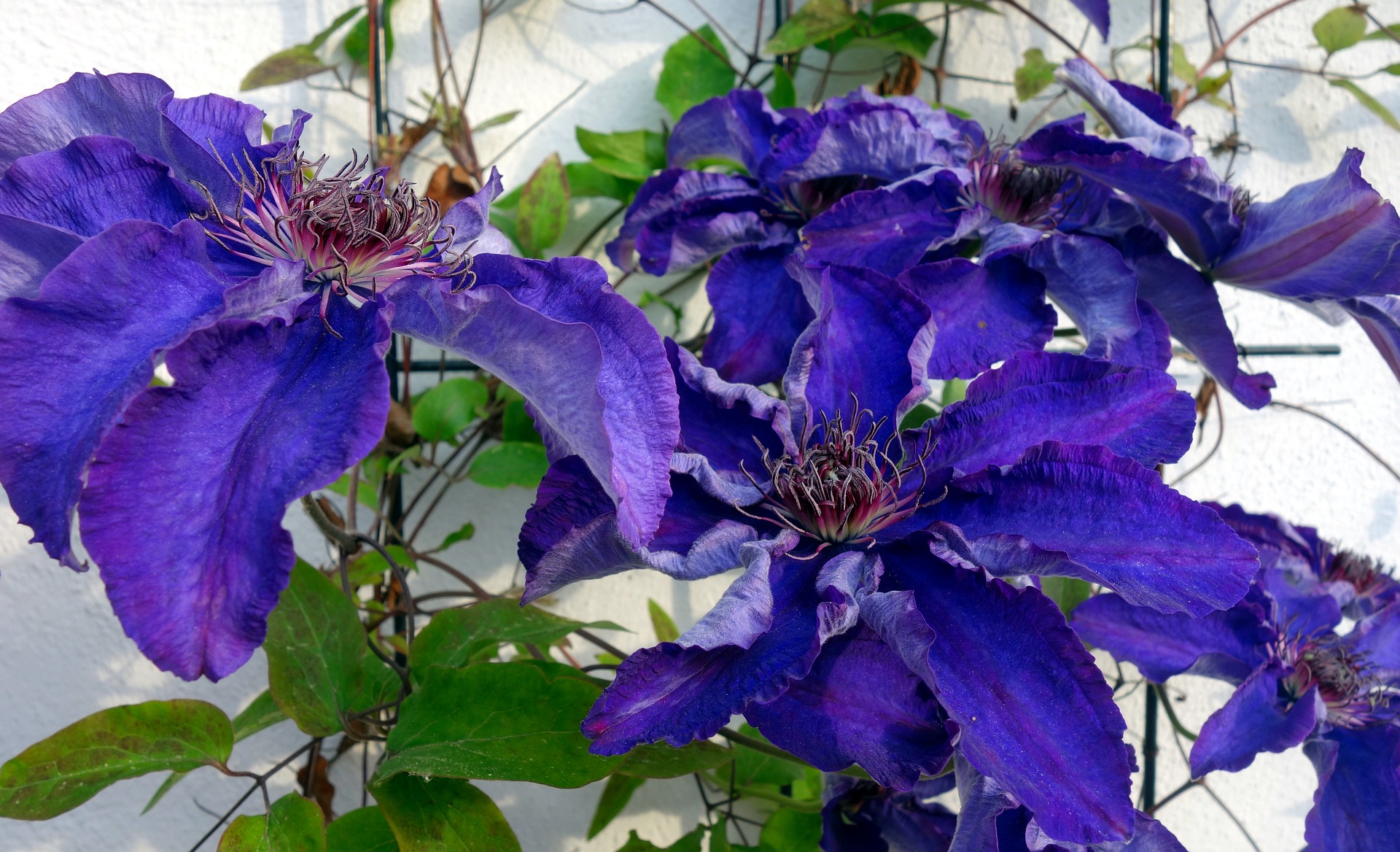 purple flowering plant - cyclamen?