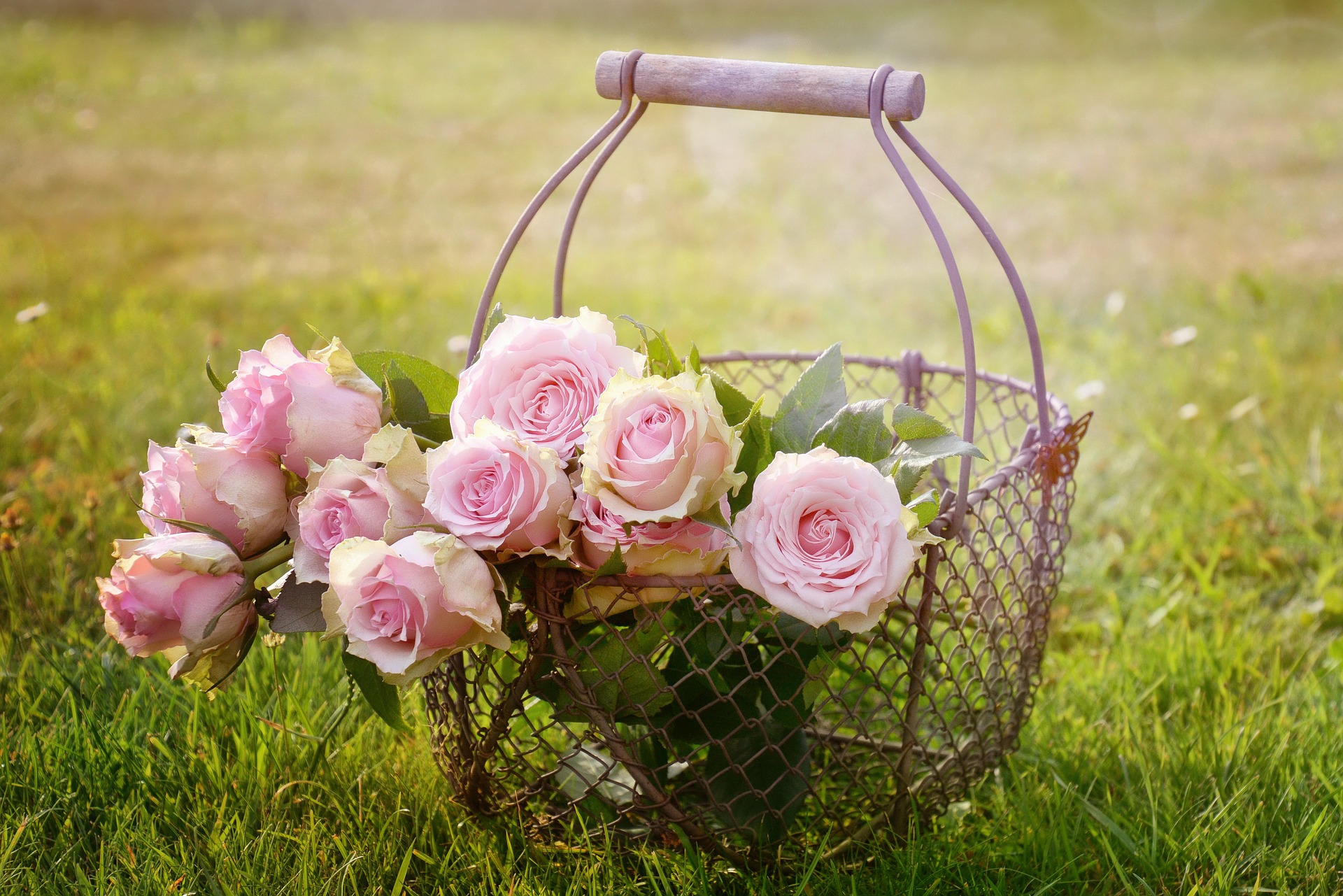 roses in a wire basket