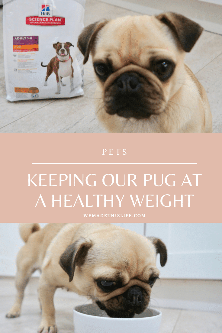 Keeping Our Pug A Healthy Weight with Hill's Nutrition 