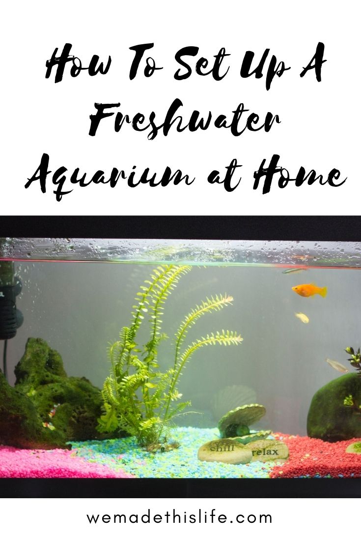 how to set up a freshwater aquarium at home