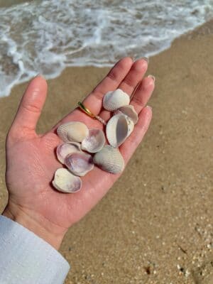 hand holding shells.