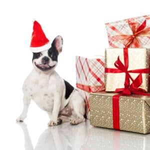dog with a christmas hat surrounded with presents