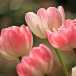 pink and white tulips.