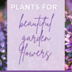 Best Spring Plants For Garden Flowers That Are Beautiful