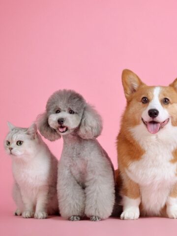 Understanding the Fresh Pet Food Trend: Is It Right for Your Pet? A gray cat, a gray poodle, and a tan and white corgi sit together against a pink background, embodying the fresh pet food trend.