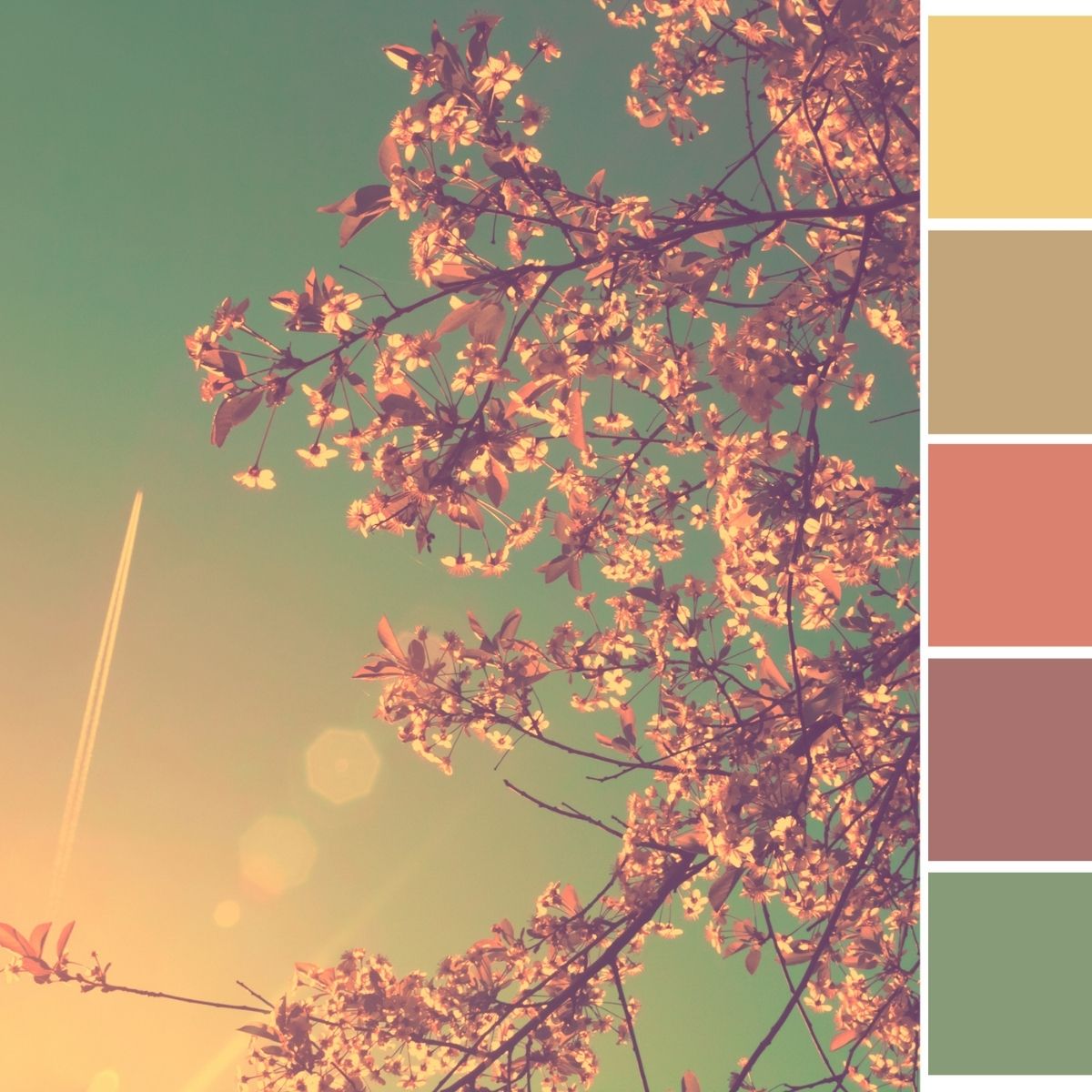 Tree branches with pink blossoms against a sunny sky pair beautifully with a vertical palette of five muted, autumnal colours on the right—a subtle inspiration for any fashion-forward wardrobe. A jet trail is visible above.