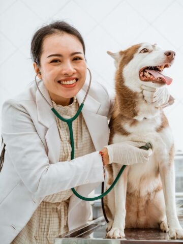 A veterinarian uses a stethoscope to examine a happy, brown and white dog on an examination table, making sure every step is perfect despite not needing an auto draft for this detailed care.