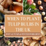 A collage shows tulip bulbs in hands, bulbs being planted in soil, blooming flowers, and the text: "When to plant tulip bulbs in the UK (why autumn & winter work best)". Discover why autumn tulip planting ensures the best results.