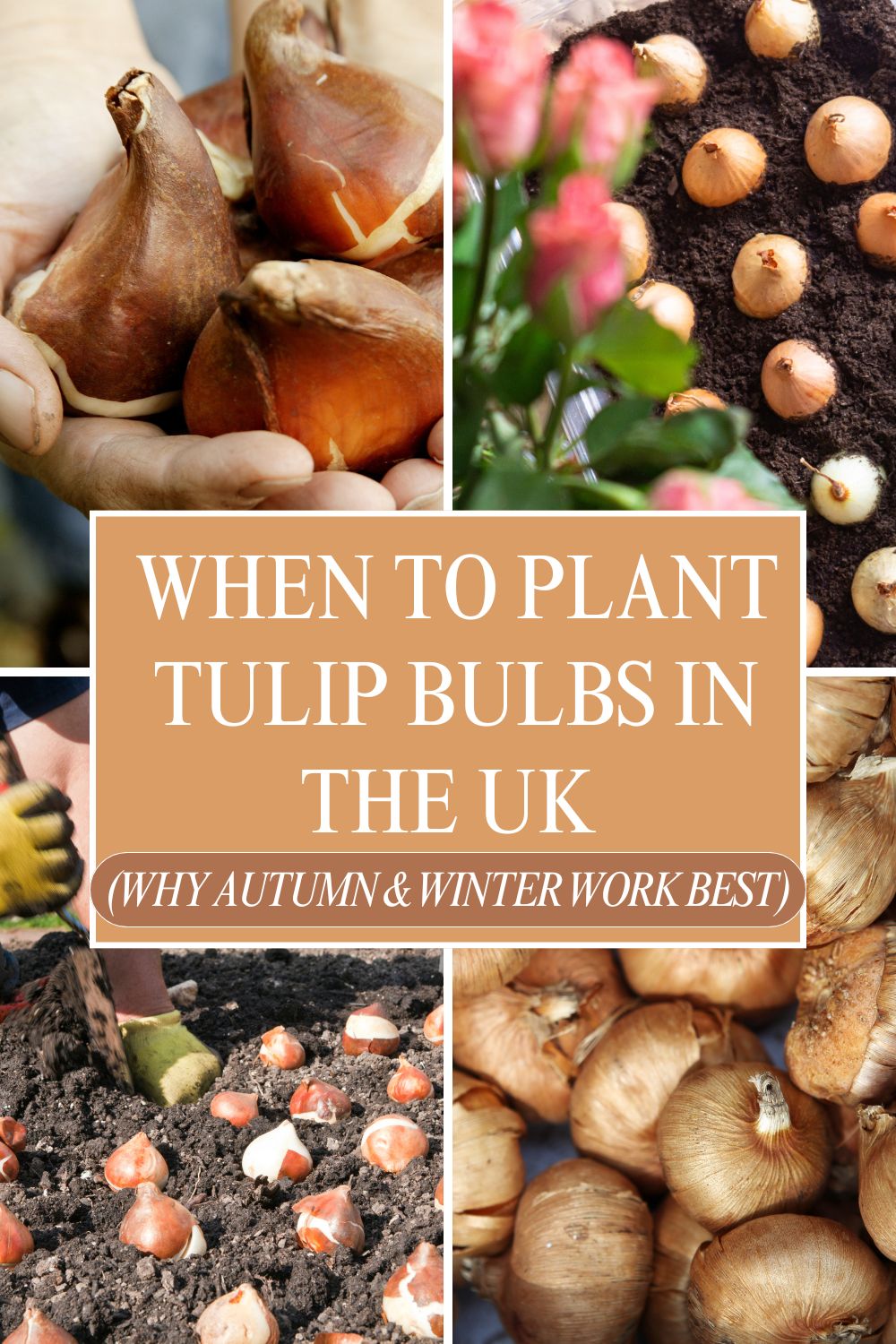 A collage shows tulip bulbs in hands, bulbs being planted in soil, blooming flowers, and the text: "When to plant tulip bulbs in the UK (why autumn & winter work best)". Discover why autumn tulip planting ensures the best results.