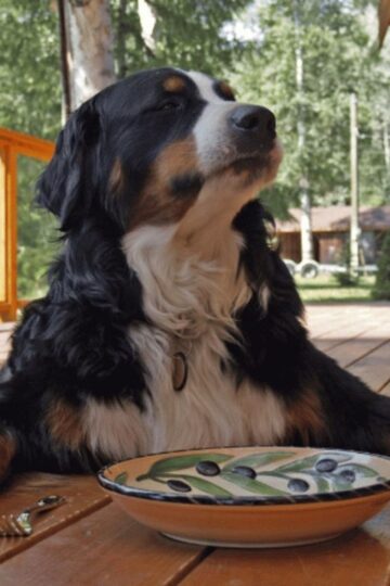 A large dog sits on a deck with its eyes closed in front of an empty plate, outdoors on a sunny day—perhaps dreaming of organic dog food, as many pet owners seek healthier options for their companions.