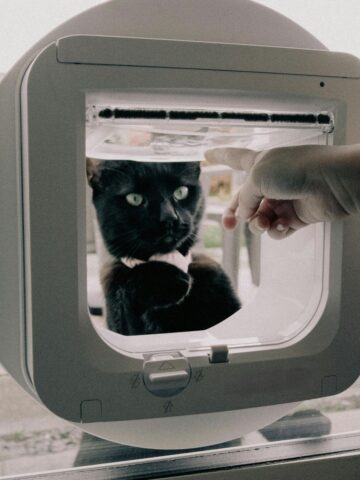 A black cat sits in a circular microchip cat flap as a hand reaches through the opening, touching the cat's nose-a charming moment of daily life.