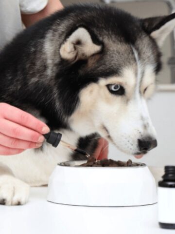 A person adds liquid from a dropper, likely probiotic supplements for dogs, to a Siberian Husky's food in a white bowl on a table, with a bottle nearby.