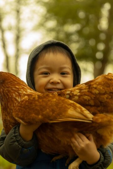 A young child wearing a hooded jacket holds a large brown chicken outdoors, smiling at the camera. Perfect for family-friendly homesteading, with trees and greenery in the background enhancing the natural outdoor space.