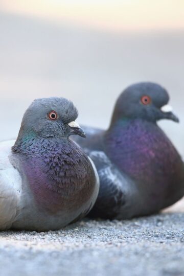Two pigeons, often called flying rats, sit side by side on a flat, gravelly surface, both facing slightly to the right with their bodies resting close to the ground.
