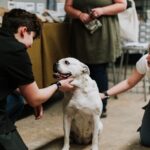 A white dog sits indoors staying calm while two people crouch and pet it, with another person standing in the background, offering comfort during a pet crisis.
