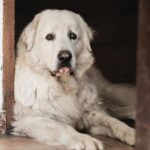Large white English Labrador with long fur lies on a tiled floor, partially in shadow, looking toward the camera with its tongue slightly sticking out-a perfect moment for dog lovers.