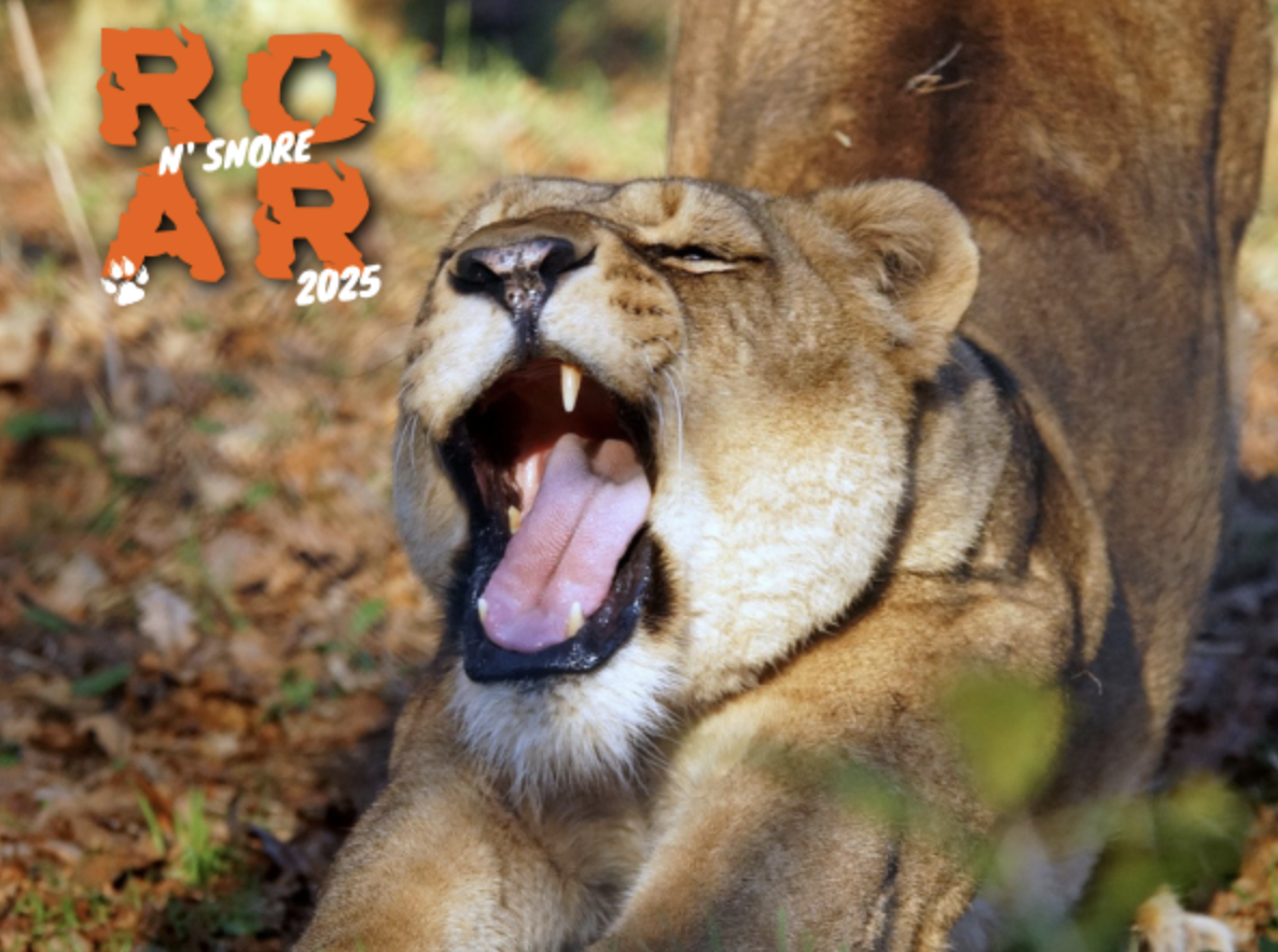 A lioness yawning and stretching outdoors at Dartmoor Zoo with the text "ROAR N' SNORE 2025" in bold orange letters in the upper left corner.