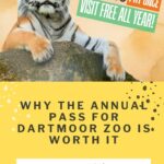 A tiger lounges on a rock beside a Dartmoor Zoo promotion that reads, "Pay once, Visit All Year," highlighting the great value of their Annual Pass.