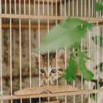 A small tabby kitten sits behind the bars of a wooden cat enclosure, looking out with wide eyes; green leaves are visible near the cage.