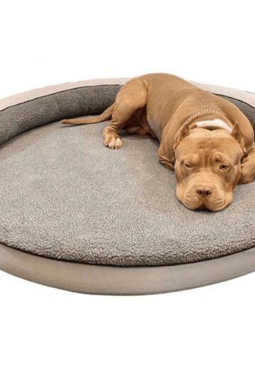 A brown dog lies on a round, gray and white pet bed, resting its head and looking forward with a relaxed expression.
