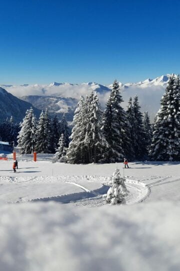 Snow-covered landscape with tall pine trees, people skiing, and distant mountains under a clear blue sky.