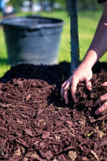 A person spreads mulch around the base of a young tree in their garden with their hands; a large black container from a recent mulch delivery is visible in the background in Huntingdon County PA.