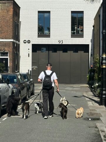 A dedicated dog walker, hired by busy owners, walks down a city street with a backpack and five dogs of various breeds and sizes.