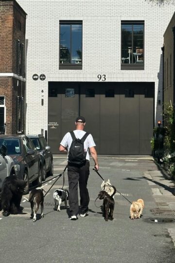 A dedicated dog walker, hired by busy owners, walks down a city street with a backpack and five dogs of various breeds and sizes.
