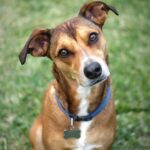 A brown dog with a white chest and blue collar sits on grass, tilting its head and looking at the camera-an endearing pose that can sometimes indicate subtle dog neck pain or other dog pain signs.