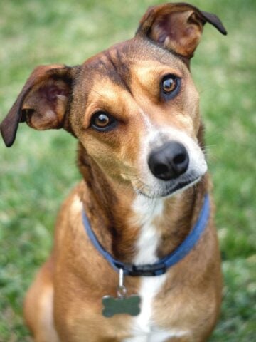 A brown dog with a white chest and blue collar sits on grass, tilting its head and looking at the camera-an endearing pose that can sometimes indicate subtle dog neck pain or other dog pain signs.