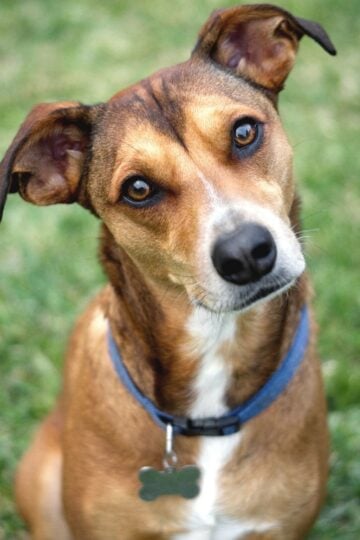 A brown dog with a white chest and blue collar sits on grass, tilting its head and looking at the camera—an endearing pose that can sometimes indicate subtle dog neck pain or other dog pain signs.