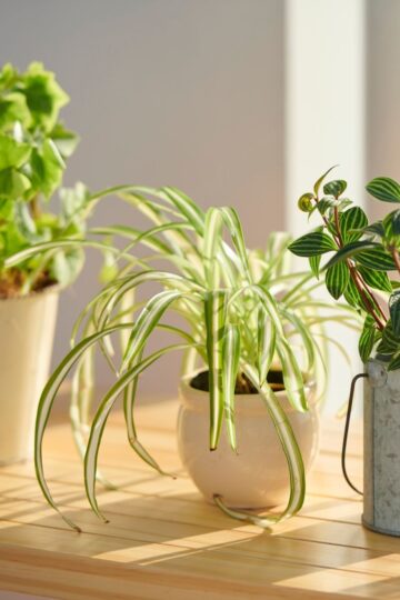 Three houseplants sit on a light wooden surface in natural sunlight, each in a unique container—a white pot, a beige pot, and a metal tin—naturally enhancing indoor air quality.