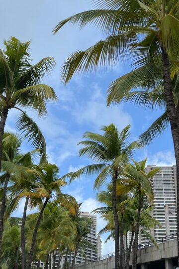 Top 7 Resorts in Waikiki for Couples in 2026 Tall palm trees with green fronds stand beneath a blue sky dotted with clouds, while modern high-rise buildings of Waikiki resorts rise in the background—a perfect 2026 escape for couples.