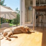 A large dog lies on a sunny wooden floor near an open door, while another rests inside behind a glass door. This inviting, dog-friendly space features garden furniture and greenery-perfect for a relaxing Cotswolds holiday.
