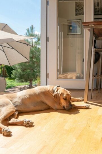 A large dog lies on a sunny wooden floor near an open door, while another rests inside behind a glass door. This inviting, dog-friendly space features garden furniture and greenery-perfect for a relaxing Cotswolds holiday.