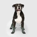 A black and white dog stands facing forward, wearing four durable dog boots in green on its paws, against a plain grey background.