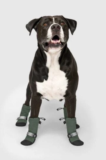 A black and white dog stands facing forward, wearing four durable dog boots in green on its paws, against a plain grey background.