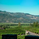 A vineyard with rows of grapevines, a tarmacked road, and tall trees set against rolling green hills under a clear blue Napa Valley sky-perfect for everyday travellers seeking rare wine experiences.