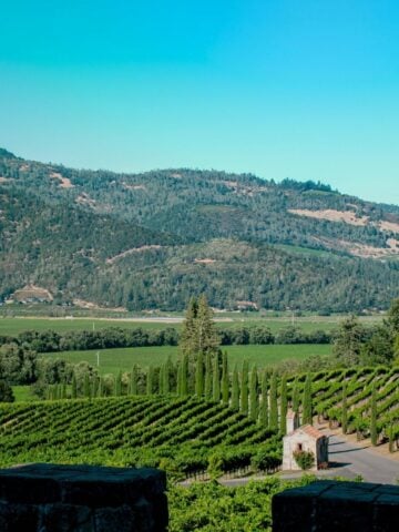 A vineyard with rows of grapevines, a tarmacked road, and tall trees set against rolling green hills under a clear blue Napa Valley sky-perfect for everyday travellers seeking rare wine experiences.