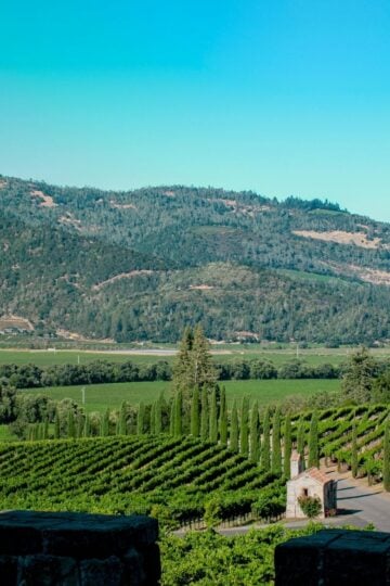 A vineyard with rows of grapevines, a tarmacked road, and tall trees set against rolling green hills under a clear blue Napa Valley sky-perfect for everyday travellers seeking rare wine experiences.