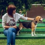 A woman sits on a green bench in a park, holding a lead and stroking her beagle-a heartwarming moment that captures the joys of beagle ownership.