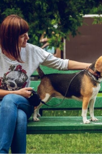 A woman sits on a green bench in a park, holding a lead and stroking her beagle—a heartwarming moment that captures the joys of beagle ownership.