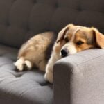 A corgi dog with arthritis rests its head on the armrest of a grey sofa, enjoying a peaceful moment thanks to natural solutions for dogs and arthritis pain relief.