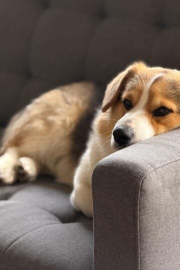 A corgi dog with arthritis rests its head on the armrest of a grey sofa, enjoying a peaceful moment thanks to natural solutions for dogs and arthritis pain relief.