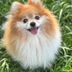 A fluffy Pomeranian with a tan and white coat, this small dog sits on green grass, looking up with its mouth open and tongue out, showing off its big personality.
