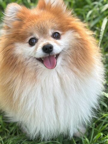 Small Dog, Big Personality: What Life with a Pomeranian Is Really Like A fluffy Pomeranian with a tan and white coat, this small dog sits on green grass, looking up with its mouth open and tongue out, showing off its big personality.