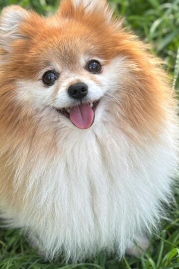 A fluffy Pomeranian with a tan and white coat, this small dog sits on green grass, looking up with its mouth open and tongue out, showing off its big personality.