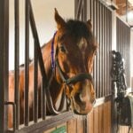 A brown horse wearing a headcollar stands inside an equestrian barn, looking through the metal bars of the wooden stable.