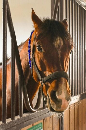 A brown horse wearing a headcollar stands inside an equestrian barn, looking through the metal bars of the wooden stable.